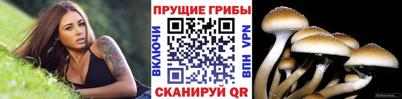 продажа наркотиков  Сольвычегодск  Псилоцибиновые грибы GOLDEN TEACHER 